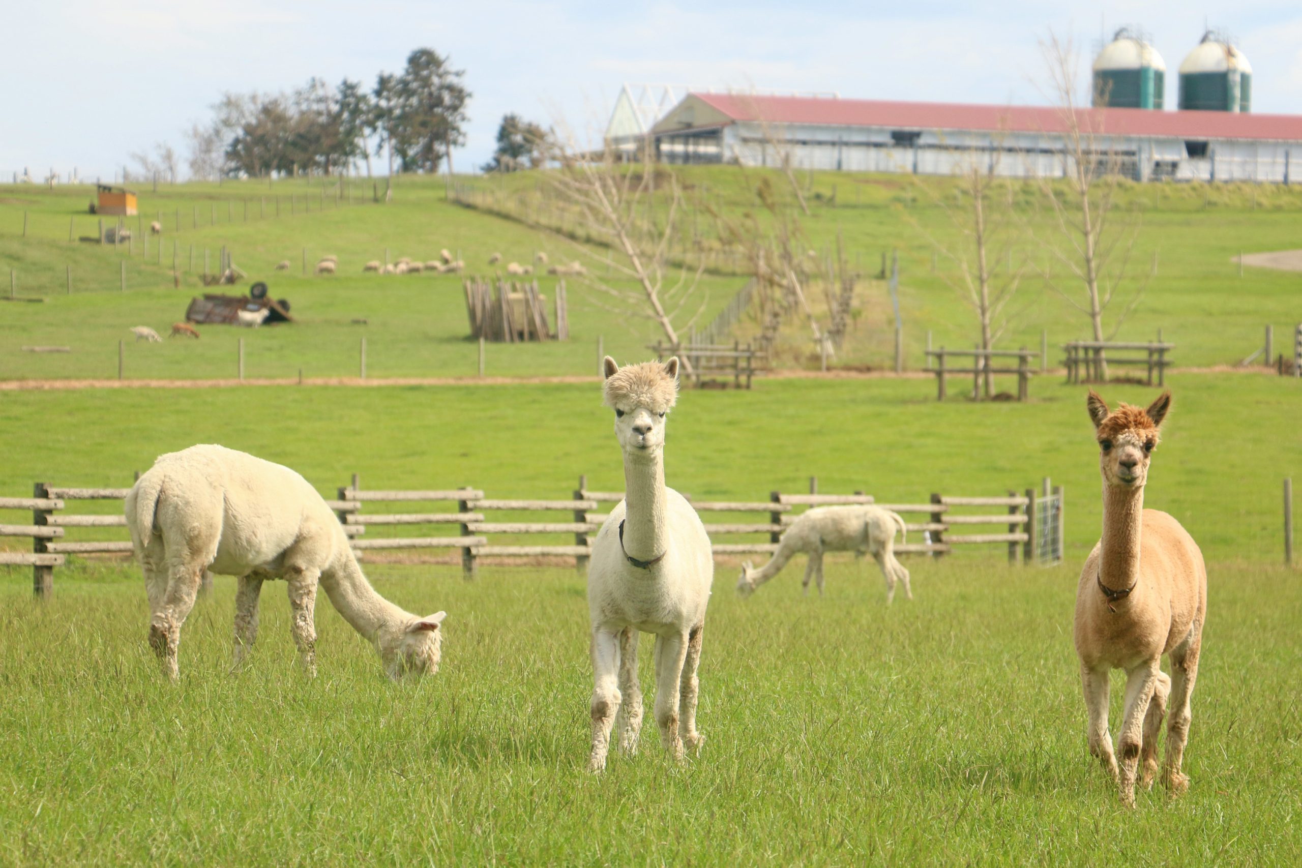 Mother Farm Chiba